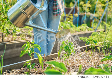 Gardener with watering can watering bell paper plants 129397614