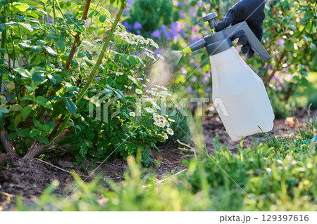 Close-up spraying of chamomile plant in garden from spray bottle 129397616