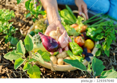 Basket with harvest of different fresh vegetables, female hands showing onions 129397640