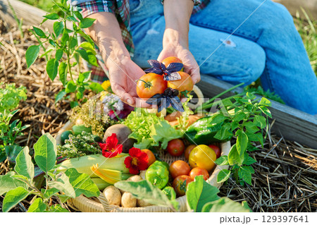 Basket with harvest of different fresh vegetables, female hands showing tomatoes basil 129397641