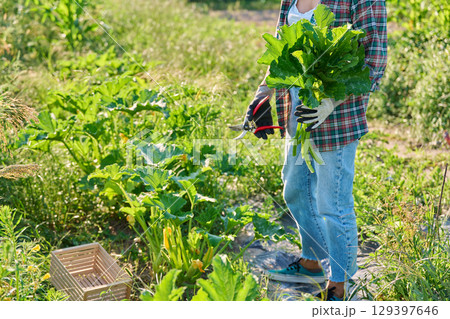 Female cutting old zucchini squash leaves with garden shears, airing, care, prevention 129397646