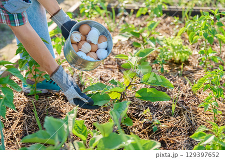 Fertilizing eggplant plants with eggshells, outdoor kitchen vegetable garden Fertilizing eggplant plants with eggshells, outdoor kitchen vegetable garden 129397652