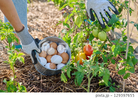 Fertilizing tomato plants with eggshells, outdoor kitchen vegetable garden 129397655
