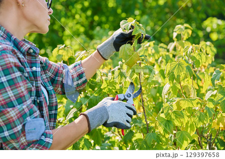 Female gardener with pruning shears pruning blackcurrant bush in garden 129397658