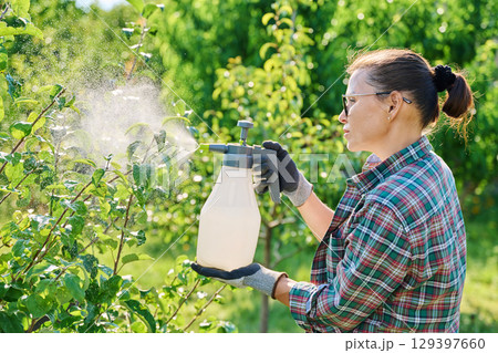 Female with garden sprayer spraying apple tree 129397660