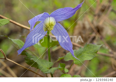Vibrant Clematis Occidentalis flowers with foliage in spring forest. Vibrant Clematis Occidentalis flowers with foliage in spring forest. 129398140