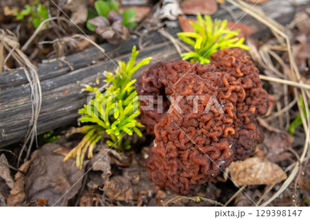 False Morel Mushroom on Forest Floor among leaves and grass. 129398147