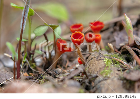 Scarlet Cup Fungi in grass and leaves on the forest floor. Scarlet Cup Fungi in grass and leaves on the forest floor. 129398148