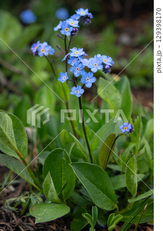 Blue wildflowers Alpine forget-me-nots grow in the summer meadow. 129398170