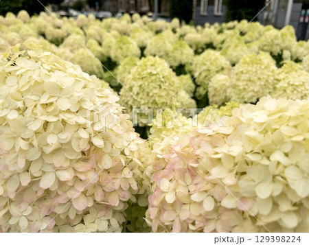 Close up of blooming hydrangea flowers in garden, natural floral background, summer landscape 129398224