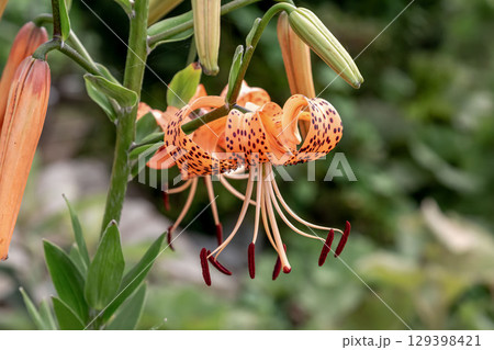 花弁に斑点があるのが特長のオニユリ【ユリ科ユリ属】 花弁に斑点があるのが特長のオニユリ【ユリ科ユリ属】 129398421