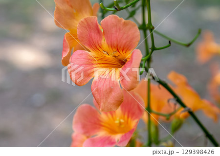 橙色の綺麗な花ノウゼンカズラはつる植物【ノウゼンカズラ科】 129398426