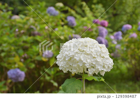 紫陽花 129398487