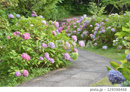 智積院の紫陽花 129398488