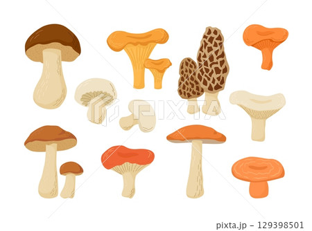 Set of edible mushrooms. Cartoon vector illustration. Cep, Boletus, Champignon, Chanterelle, Aspen, Morel, Oyster Russula, Niscalo. Autumn harvest. 129398501