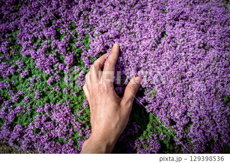 Man touches green fresh aromatic Thymus vulgaris plant, hand closeup 129398536