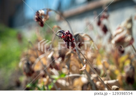 Closeup of wilting colorful tulips in the garden, faded flowers with dry petals Closeup of wilting colorful tulips in the garden, faded flowers with dry petals 129398554