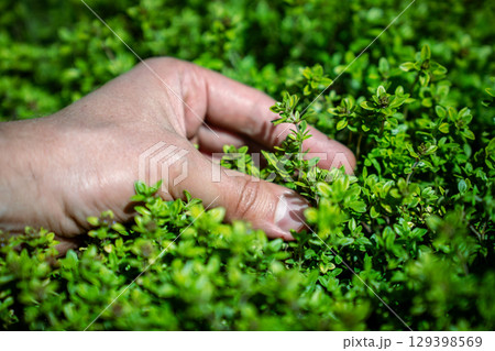 Man touches and picking up green fresh aromatic lemon thyme plant - Thymus Citriodorus, hand closeup 129398569