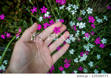 Man touches ornamental flower of wild Dianthus Deltoides, also called maiden pink. Grassy carnation Man touches ornamental flower of wild Dianthus Deltoides, also called maiden pink. Grassy carnation 129398573
