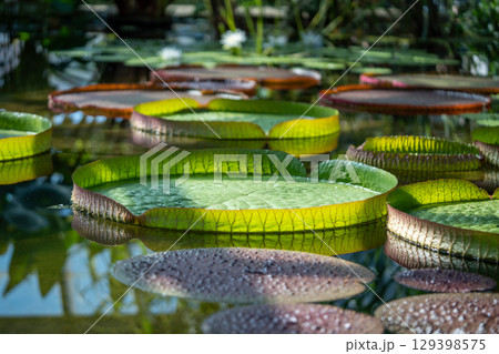 Pond in glasshouse with giant Victoria Amazonica and aquatic plants. 129398575