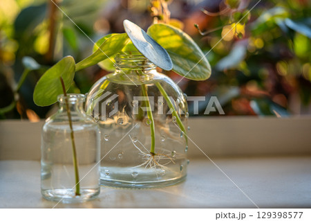 Water propagating of sprout Pilea peperomioides cuttings with roots in glass jar at home.  129398577