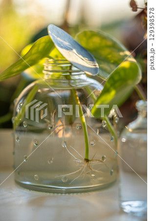 Water propagating of sprout Pilea peperomioides cuttings with roots in glass jar at home.  129398578