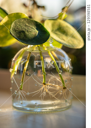 Water propagating of sprout Pilea peperomioides cuttings with roots in glass jar at home.  129398581