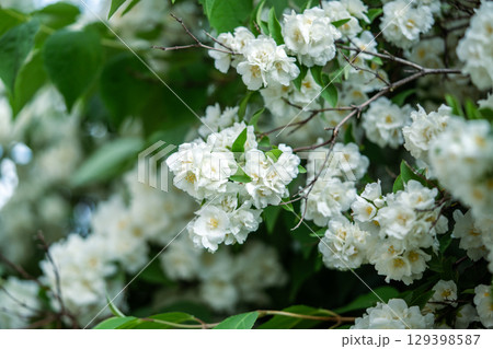 White scented flowers Philadelphus coronarius in garden in early summer closeup, soft focus 129398587