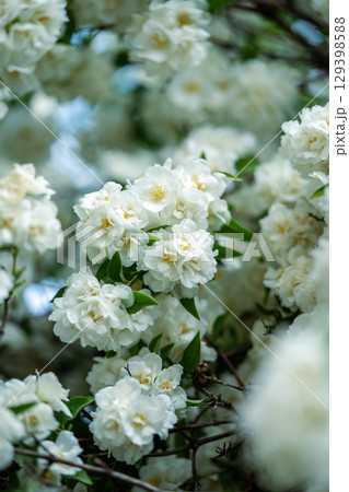 White scented flowers Philadelphus coronarius in garden in early summer closeup, soft focus 129398588
