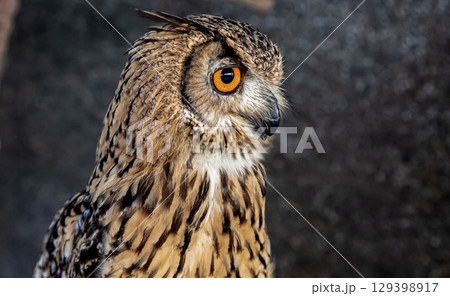 虹彩が鮮やかなベンガルワシミミズク【小型哺乳類】 虹彩が鮮やかなベンガルワシミミズク【小型哺乳類】 129398917