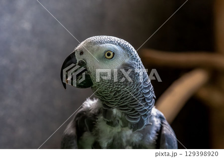 優美なヨウム鳥の容姿画像【インコ科] 】 129398920