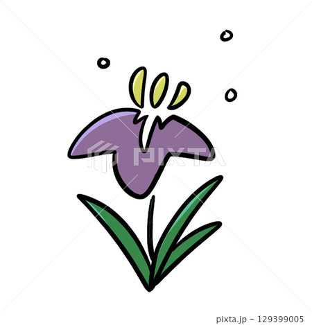 こどもの日菖蒲の花 129399005