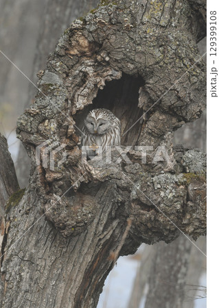 釧路湿原等で冬に出会えるふわふわの羽が美しい、人気のある鳥エゾフクロウ 釧路湿原等で冬に出会えるふわふわの羽が美しい、人気のある鳥エゾフクロウ 129399108