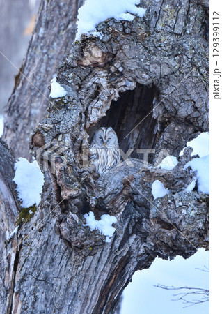 釧路湿原等で冬に出会えるふわふわの羽が美しい、人気のある鳥エゾフクロウ 129399112