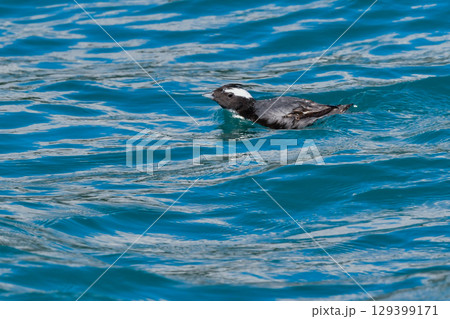 宮崎や伊豆諸島等、日本近海の海でしか見られない冠羽が特徴の天然記念物の海鳥、カンムリウミスズメ 129399171