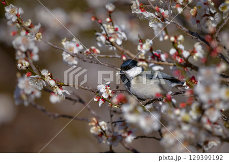 早春の満開の梅林を訪れた身近なかわいい野鳥、白黒の美しいシジュウカラ 129399192