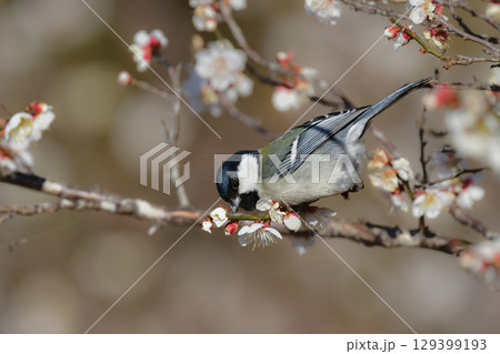 早春の満開の梅林を訪れた身近なかわいい野鳥、白黒の美しいシジュウカラ 129399193