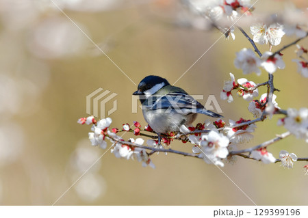 早春の満開の梅林を訪れた身近なかわいい野鳥、白黒の美しいシジュウカラ 129399196