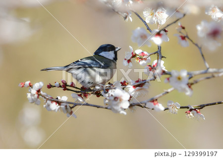 早春の満開の梅林を訪れた身近なかわいい野鳥、白黒の美しいシジュウカラ 129399197
