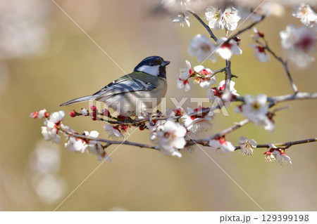 早春の満開の梅林を訪れた身近なかわいい野鳥、白黒の美しいシジュウカラ 早春の満開の梅林を訪れた身近なかわいい野鳥、白黒の美しいシジュウカラ 129399198