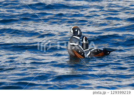 冬に北海道や北日本の海岸で出会える青と白の美しい模様の渡り鳥、シノリガモ 129399219