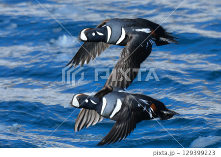 冬に北海道や北日本の海岸で出会える青と白の美しい模様の渡り鳥、シノリガモ 129399223