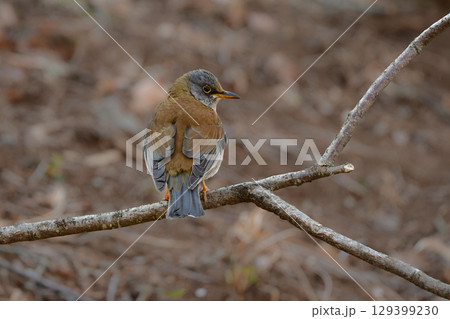 冬に庭や公園で見られる渡り鳥、かわいらしいシロハラ 129399230