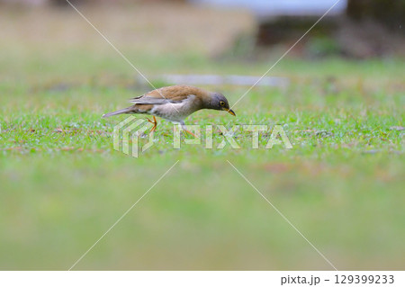冬に庭や公園で見られる渡り鳥、かわいらしいシロハラ 129399233