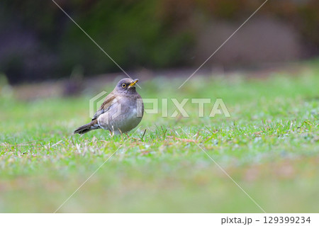 冬に庭や公園で見られる渡り鳥、かわいらしいシロハラ 129399234