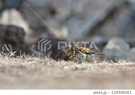 冬に公園で出会える黄色の鱗模様が特徴の身近な野鳥トラツグミ 129399261