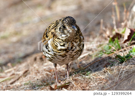 冬に公園で出会える黄色の鱗模様が特徴の身近な野鳥トラツグミ 129399264