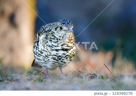 冬に公園で出会える黄色の鱗模様が特徴の身近な野鳥トラツグミ 冬に公園で出会える黄色の鱗模様が特徴の身近な野鳥トラツグミ 129399270