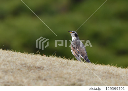 冬や春に公園や庭で出会える身近なかわいい野鳥ツグミ 冬や春に公園や庭で出会える身近なかわいい野鳥ツグミ 129399301