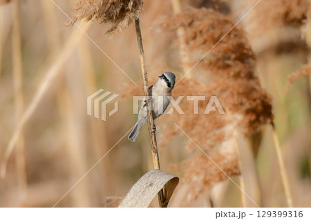 冬に西日本や九州の草原や水辺で見られるとても小さなかわいい野鳥、黒い顔が特徴んお渡り鳥ツリスガラ 129399316